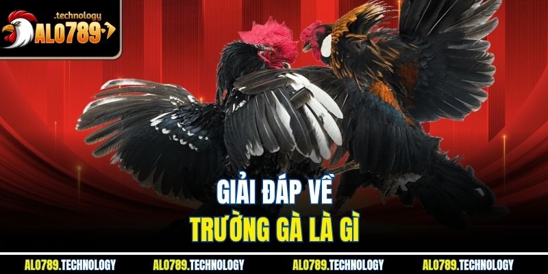 Trường Gà Là Gì Và Những Điều Thú Vị Có Thể Bạn Chưa Biết 2 Giải đáp về trường gà là gì
