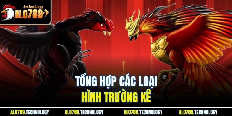 Trường Gà Là Gì Và Những Điều Thú Vị Có Thể Bạn Chưa Biết 3 Tổng hợp các loại hình trường kê