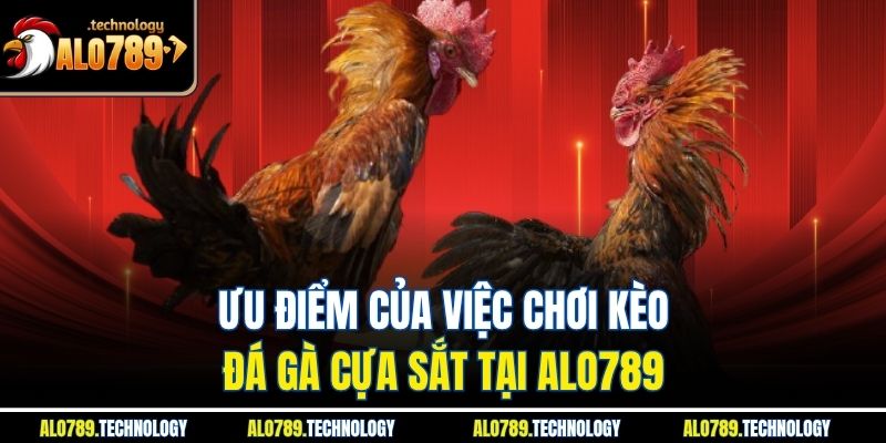 Kèo Đá Gà Cựa Sắt - Đấu Trường Đỉnh Cao Và Kịch Tính 3 Ưu điểm của việc chơi kèo đá gà cựa sắt tại Alo789